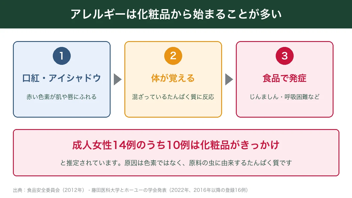 コチニール色素のアレルギーが口紅やアイシャドウで体が覚え、食品で発症する流れを示した図