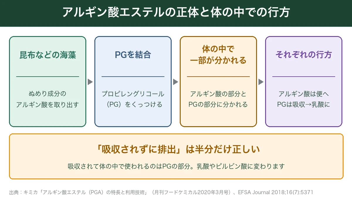 アルギン酸エステルの正体と体の中での行方