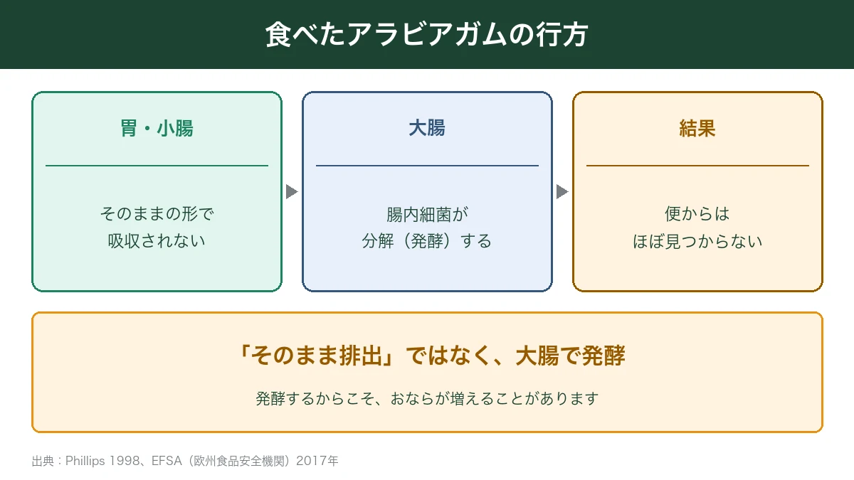 食べたアラビアガムは大腸で腸内細菌に発酵される