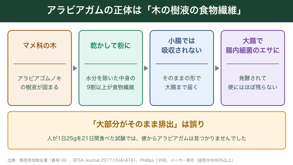 アラビアガムが樹液から食物繊維として大腸に届くまで