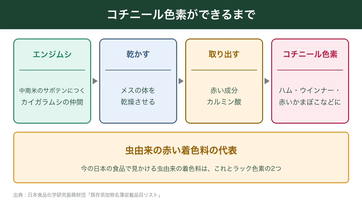 コチニール色素がエンジムシからできるまで