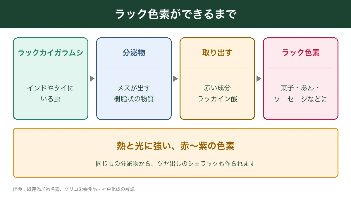 ラック色素がラックカイガラムシからできるまで