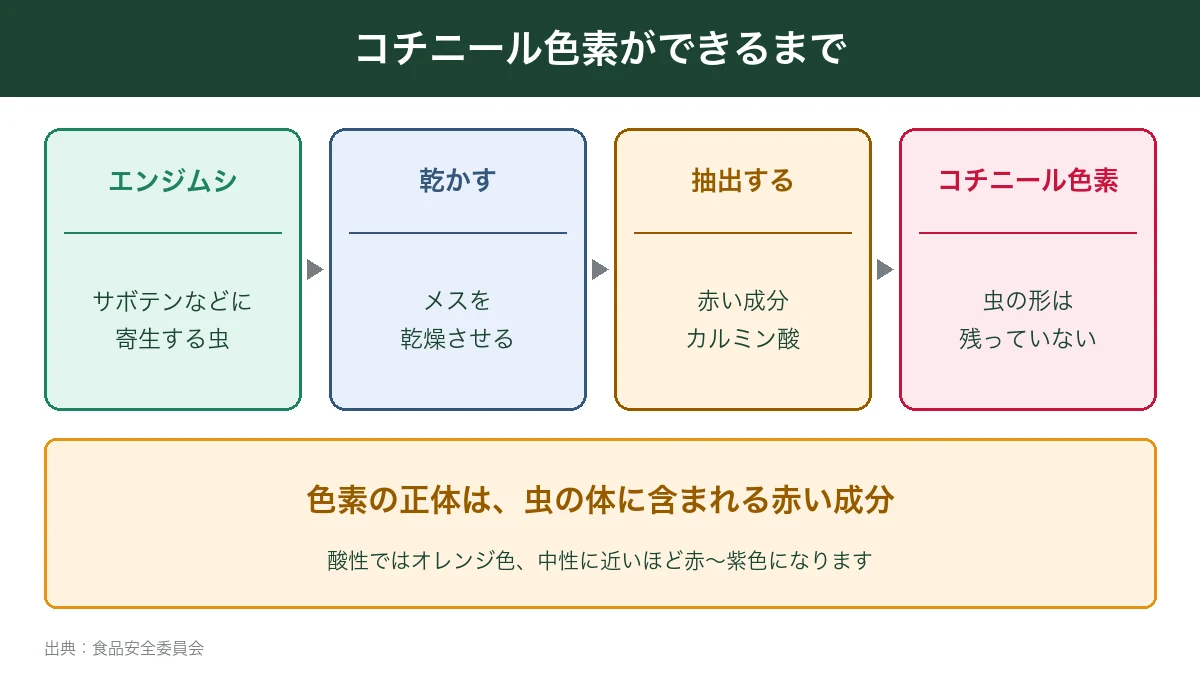 コチニール色素がエンジムシからできるまで