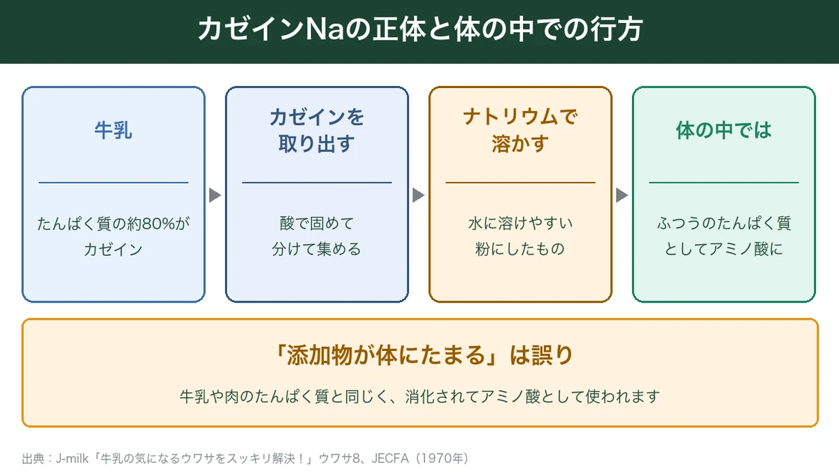 カゼインNaの正体と体の中での行方