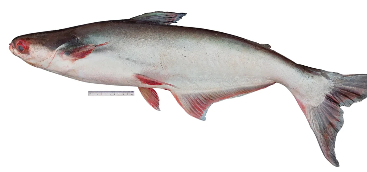パンガシウス(Pangasianodon hypophthalmus)の成魚の実写写真